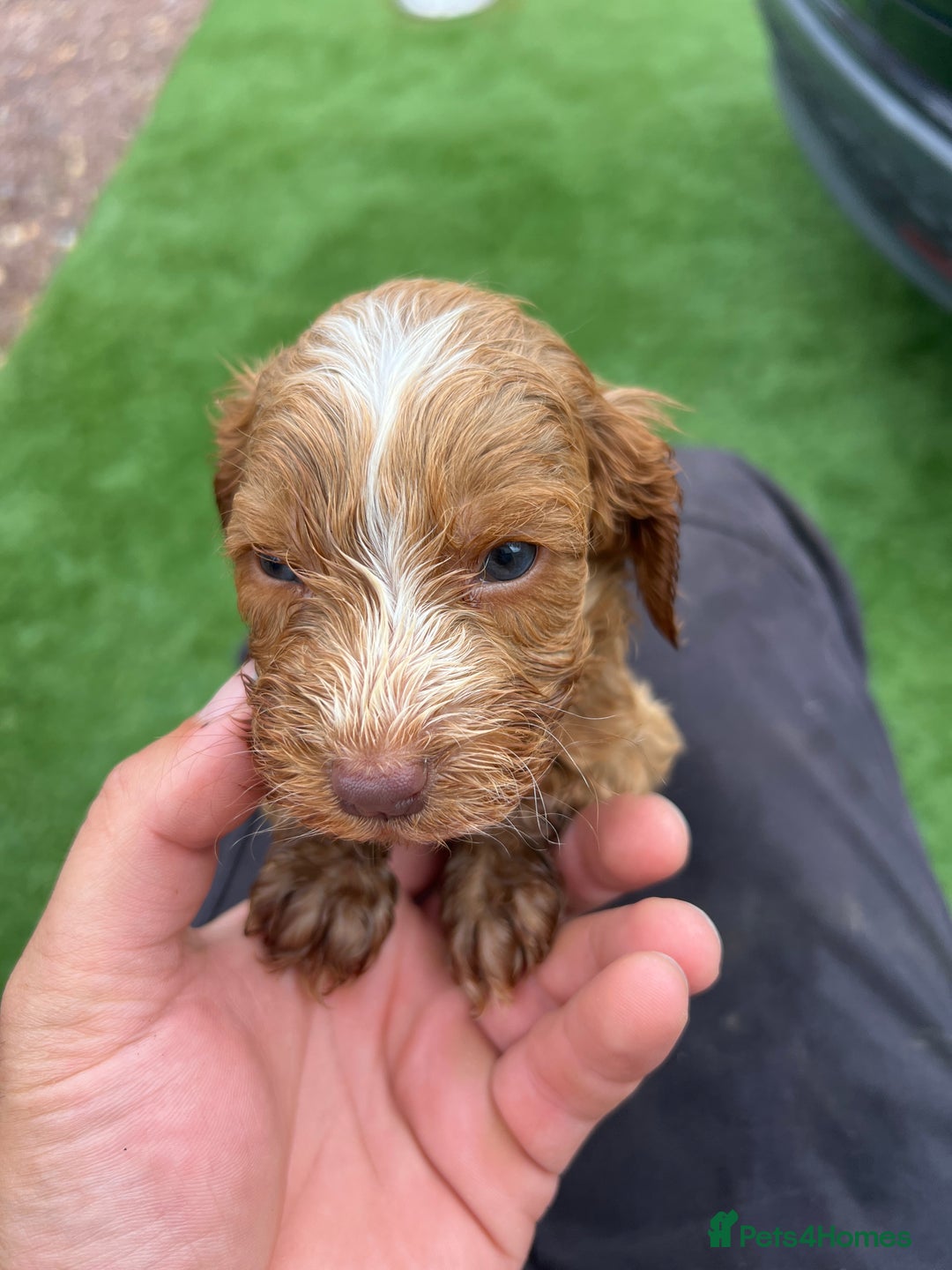 Cockapoo dogs for sale: Coockapoo - Image 11