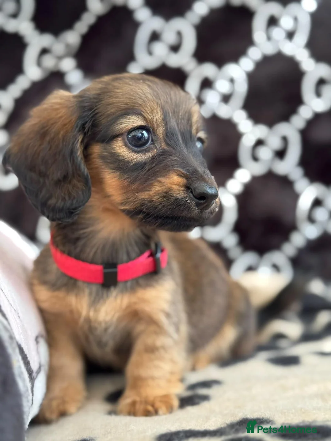 Dachshund dogs for sale: Longhaired Dachshund puppies in Wymondham - Advert 8