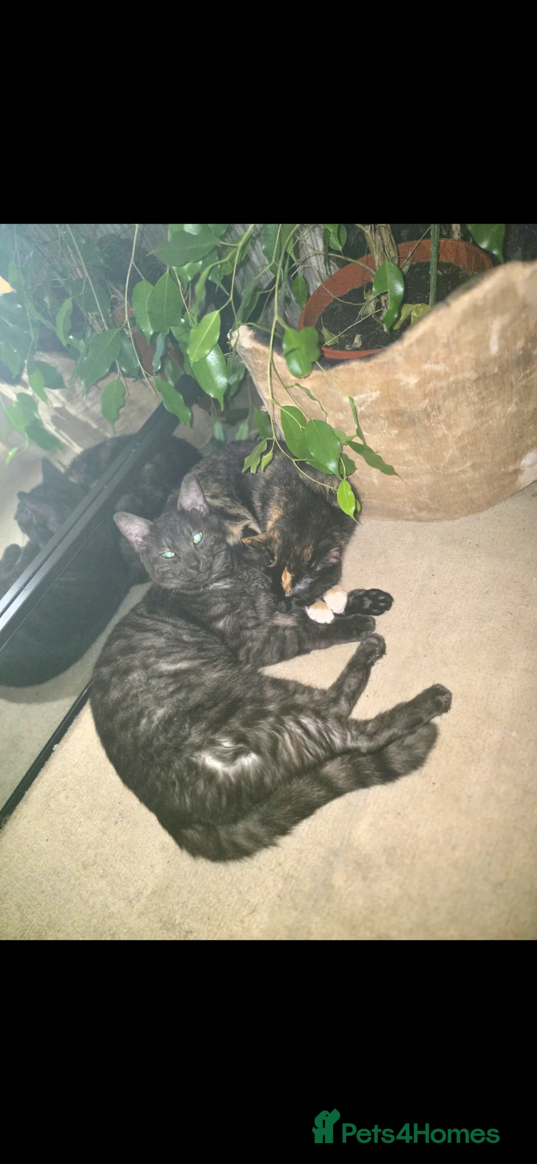 Mixed Breed cats for sale: 2 grown cats need rehoming  - Advert 1