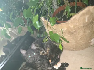 Mixed Breed cats 2 grown cats need rehoming - Advert 1