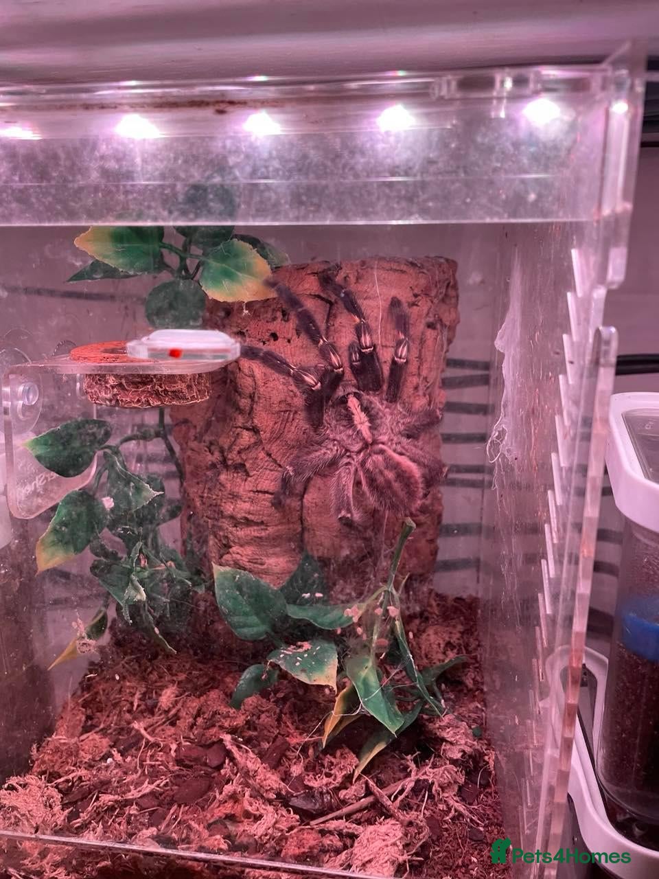 Tarantulas invertebrates arboreal tarantulas  - Advert 5