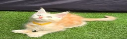 Maine Coon cats for sale: Last Boy Ready now Tica MaineCoon  - Advert 17