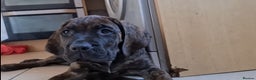 Cane Corso dogs for sale: READY TO LEAVE! OUTSTANDING CANE CORSO PUPPIES! - Advert 10