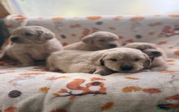 Golden Retriever dogs for sale: 🐾 Adorable 5-Week-Old Golden Retriever Puppies 🐾 - Image 4