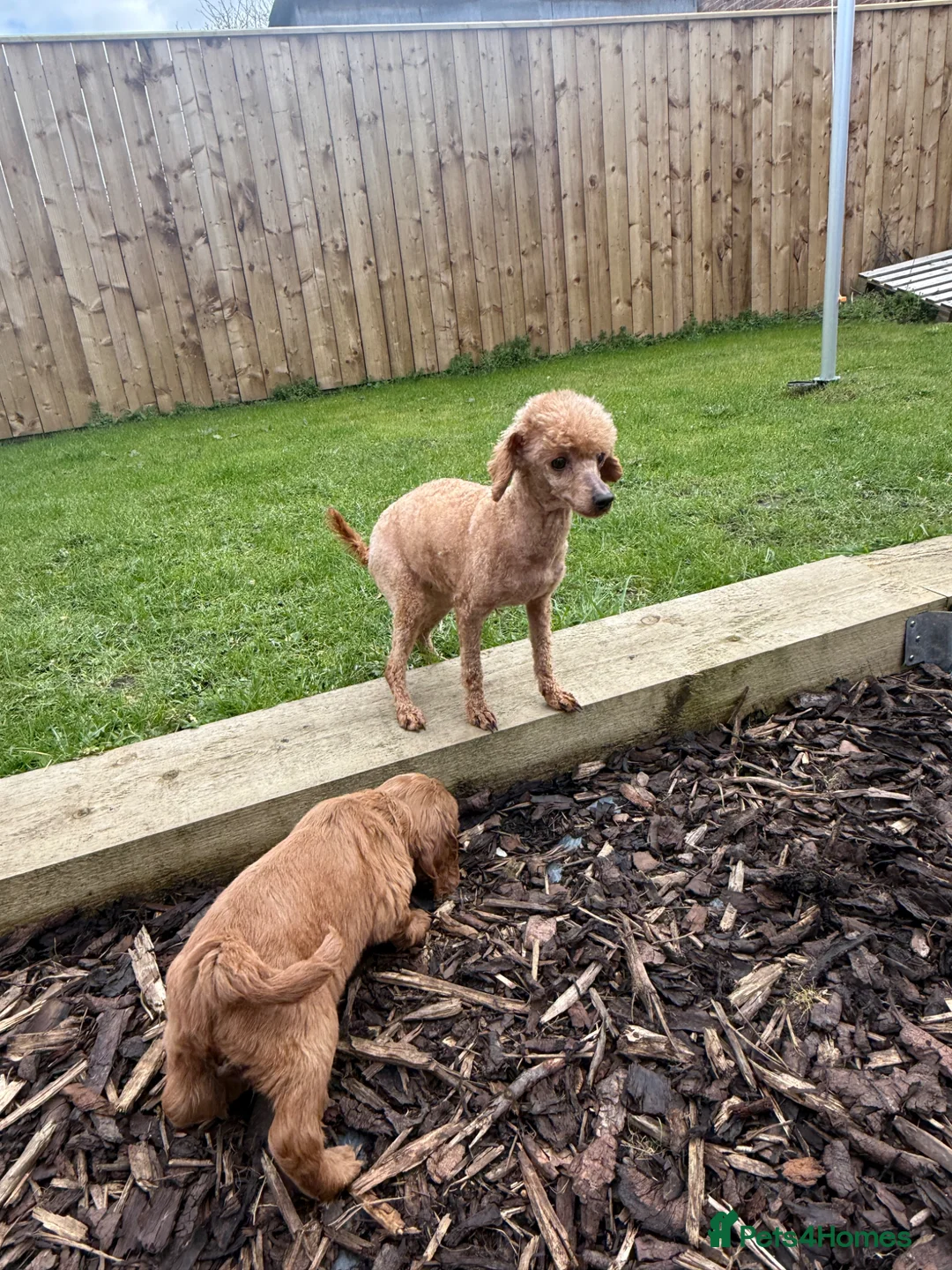 Cavapoo dogs for sale: Red F1 Cavapoos  - Advert 2
