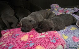 Staffordshire Bull Terrier dogs for sale: Kc blue staffordshire bull terrier puppies  - Image 14
