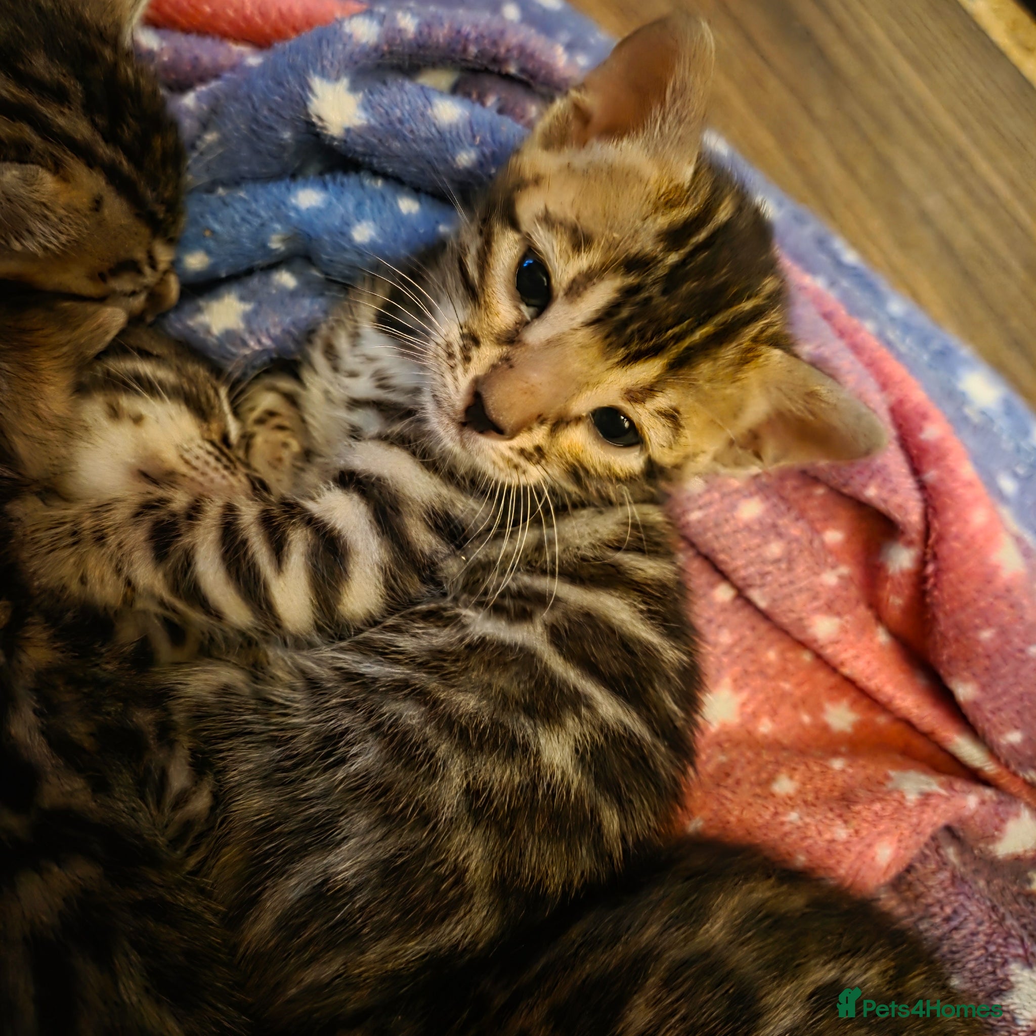 Bengal cats for sale: 5 gorgeous Bengal kittens - Advert 2