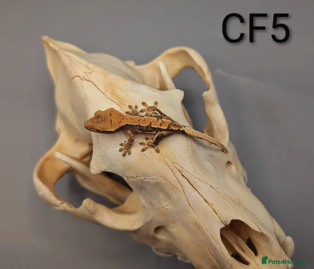 Gecko reptiles for sale: Red Tri Coloured Lily White Crested Gecko CB25  - Advert 3