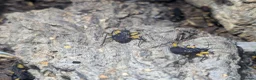 Mixed Breed invertebrates for sale: Mantis, stick insects, assassin bugs, grasshoppers - Advert 8