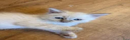 Ragdoll cats for sale: Discover the Wonder of Cherubim Ragdoll Kittens - Advert 7