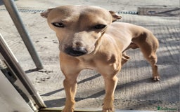 Italian Greyhound dogs for stud: Italian greyhound for stud  - Image 4