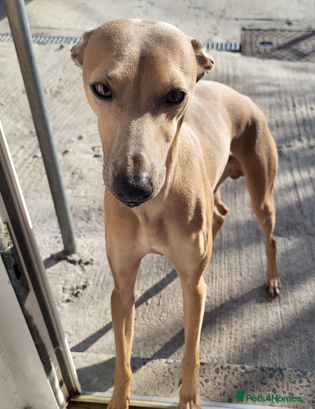 Italian Greyhound dogs for stud: Italian greyhound for stud  - Image 4