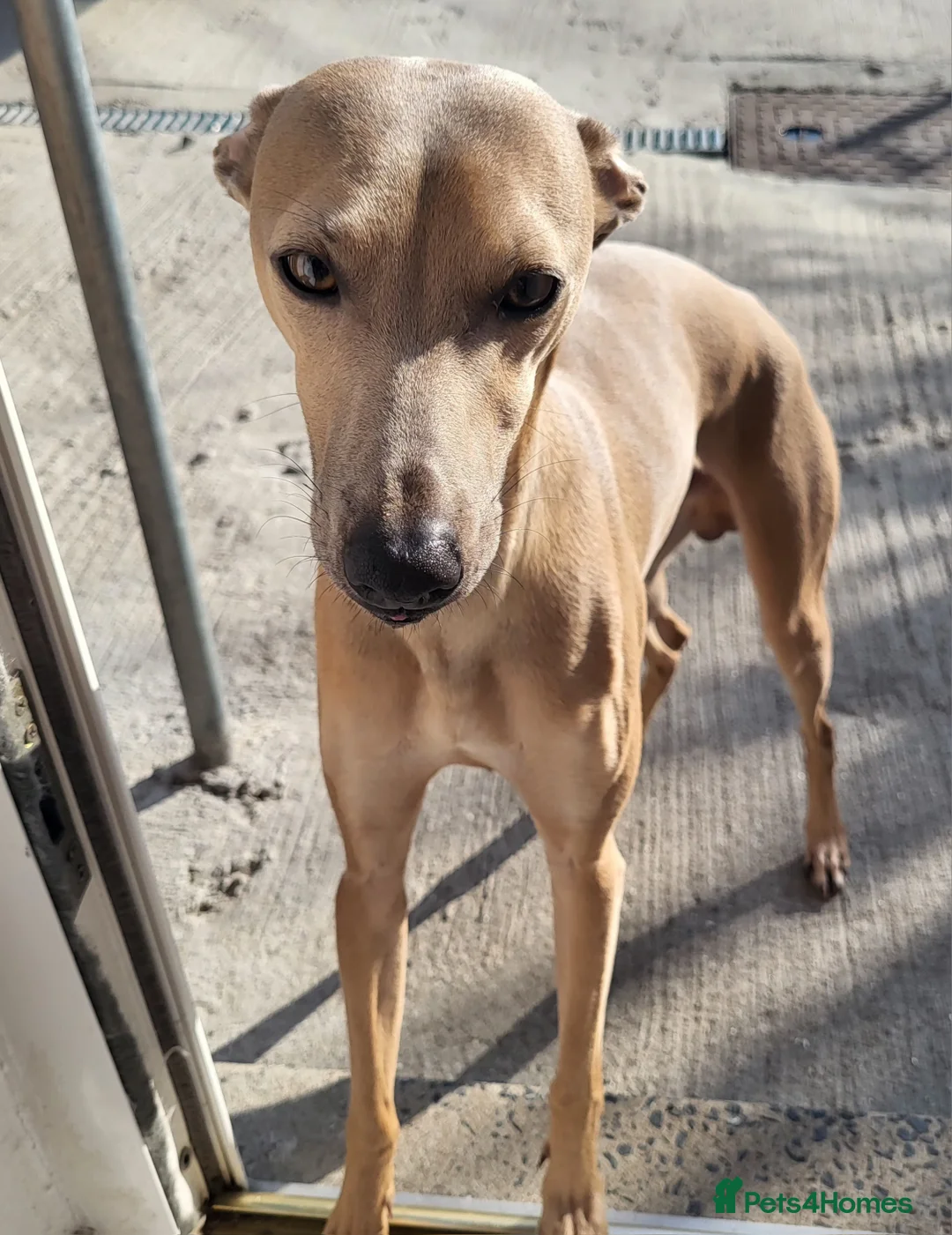 Italian Greyhound dogs for stud: Italian greyhound for stud  - Advert 5