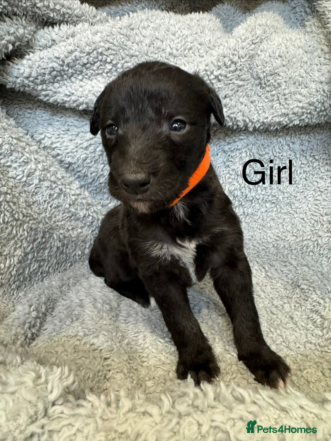 Lurcher dogs for sale: Bedlington Whippet/Lurcher  - Advert 3