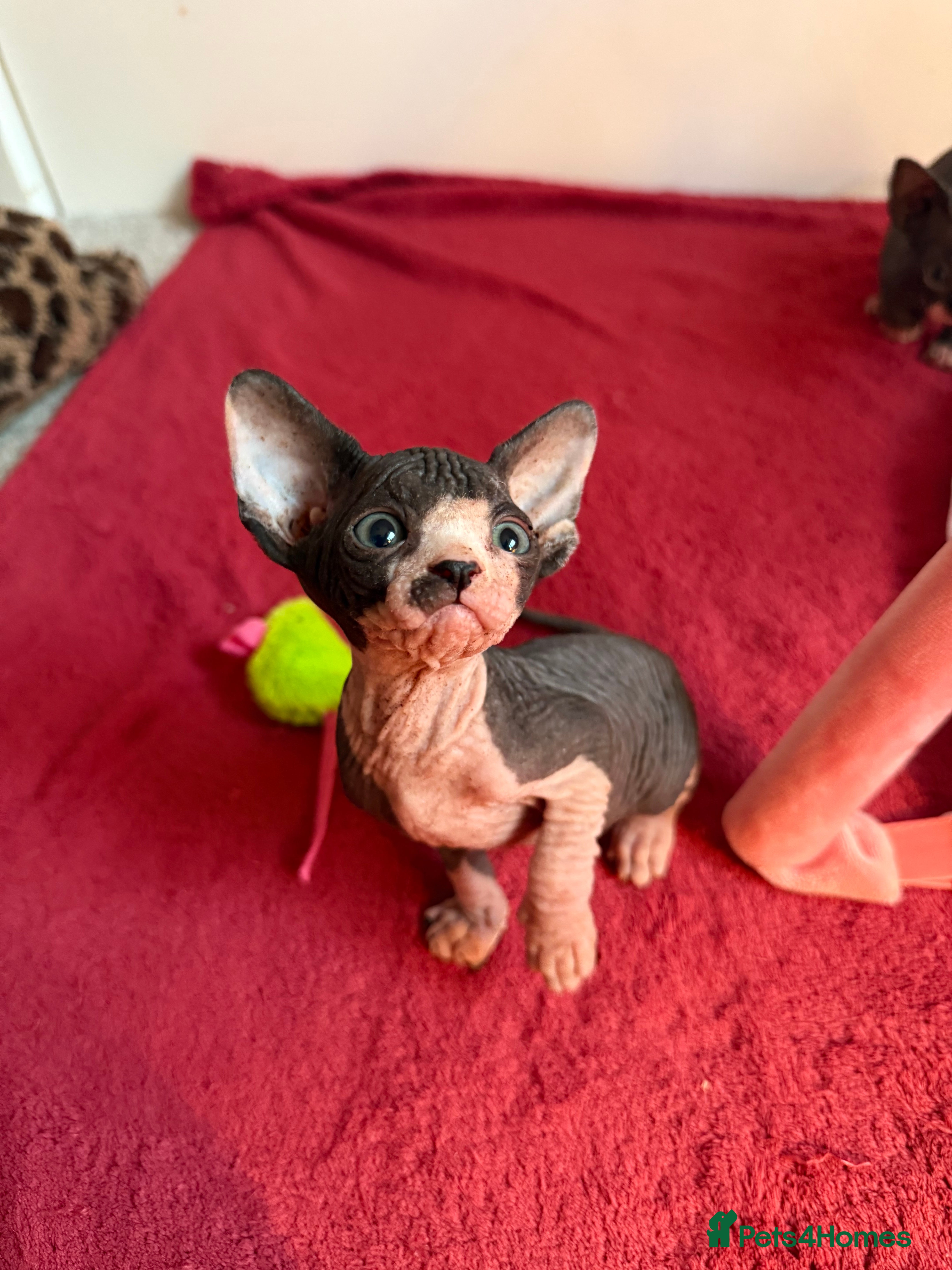 Sphynx cats Beautiful litter of sphynx & bambino - Advert 8