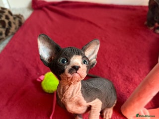 Sphynx cats Beautiful litter of sphynx & bambino - Advert 8