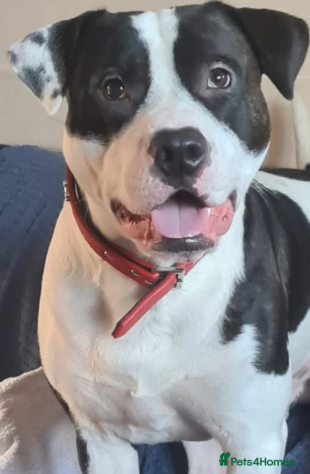 Staffordshire Bull Terrier dogs for stud: Albert the staffy  in Orpington - Advert 3