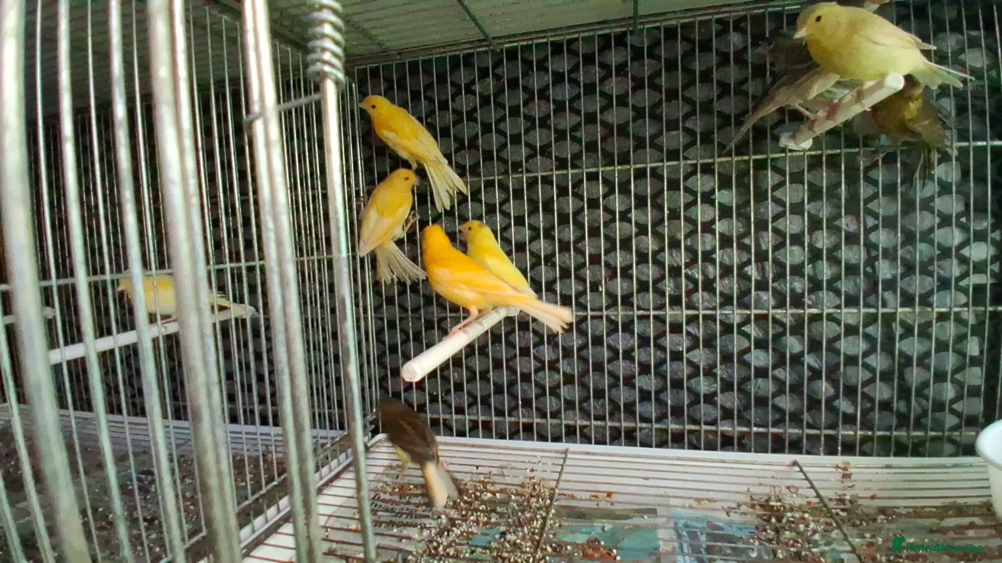 Canaries birds Cnarries  for sale  - Advert 2