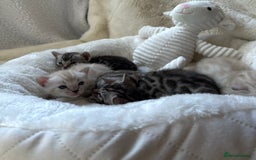 Bengal cats for sale: 💎💎💎 Luxury Bengal Kittens Available  - Image 17