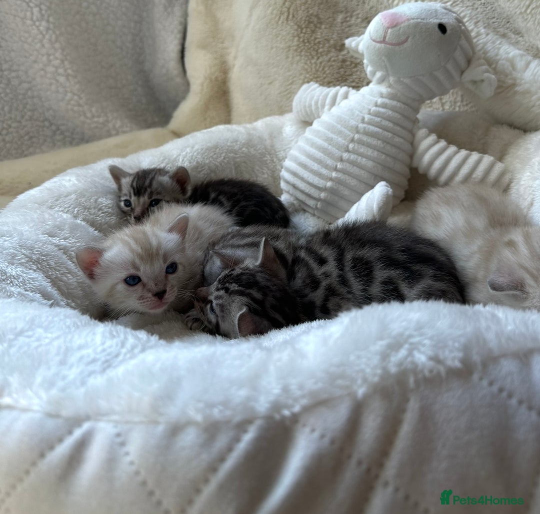 Bengal cats for sale: 💎💎💎 Luxury Bengal Kittens Available  - Image 17