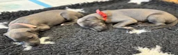 Whippet dogs for sale: Whippet puppies for sale  in Godalming - Advert 6