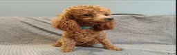 Cavapoo dogs for sale: Stunning red toy’s- Health Tested - KC parents - Advert 4