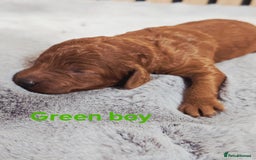 Cavapoo dogs for sale:  🐕Ruby Cavapoo Toy F1bb 🧸DNA tested🧸 - Image 14
