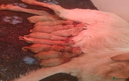 Goldendoodle dogs for sale: Miniature Goldendooles - Image 12