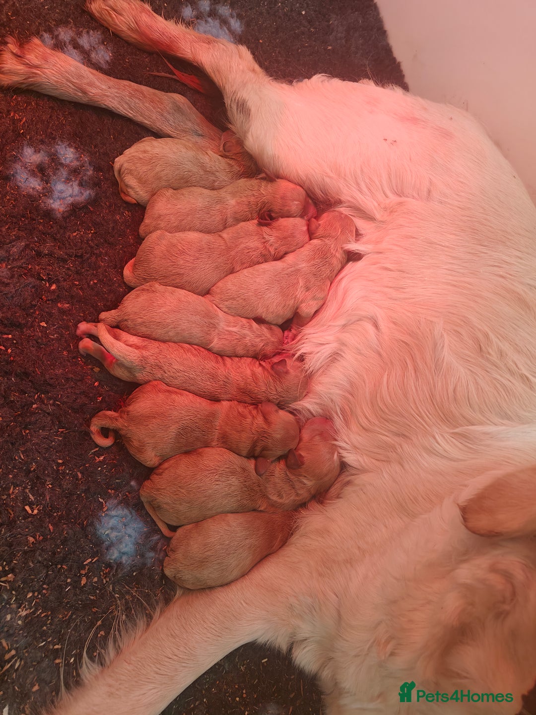 Goldendoodle dogs for sale: Miniature Goldendooles - Image 12