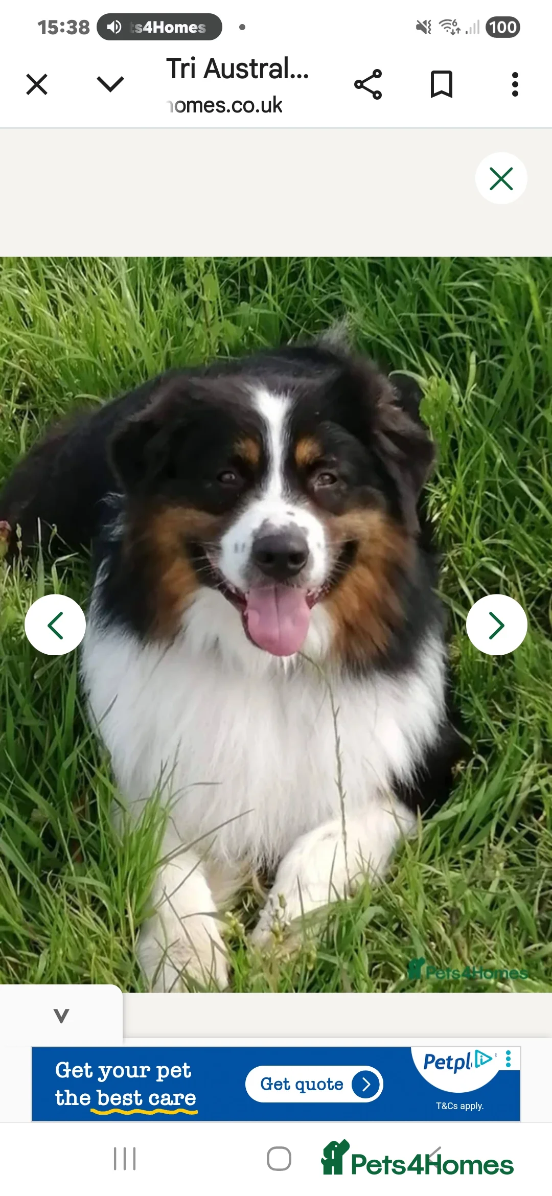 Australian Shepherd dogs for sale: Australian shepard - Advert 2