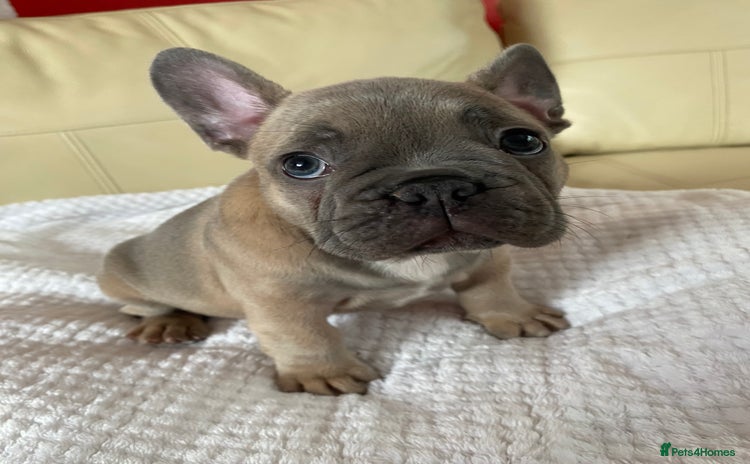French Bulldog dogs - Advert 1
