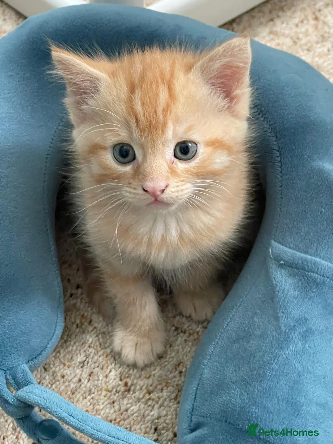 Mixed Breed cats for sale: Adorable Kittens Looking for Loving Homes  in Forfar - Advert 8