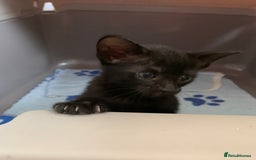 Siamese cats for sale: 3 half Siamese kittens  - Image 4