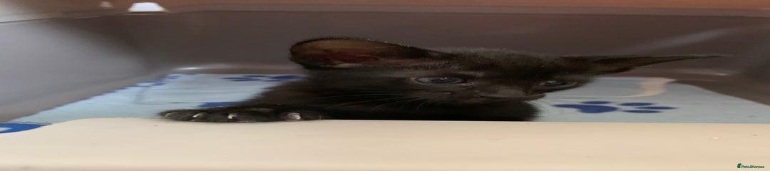 Siamese Kitten 3