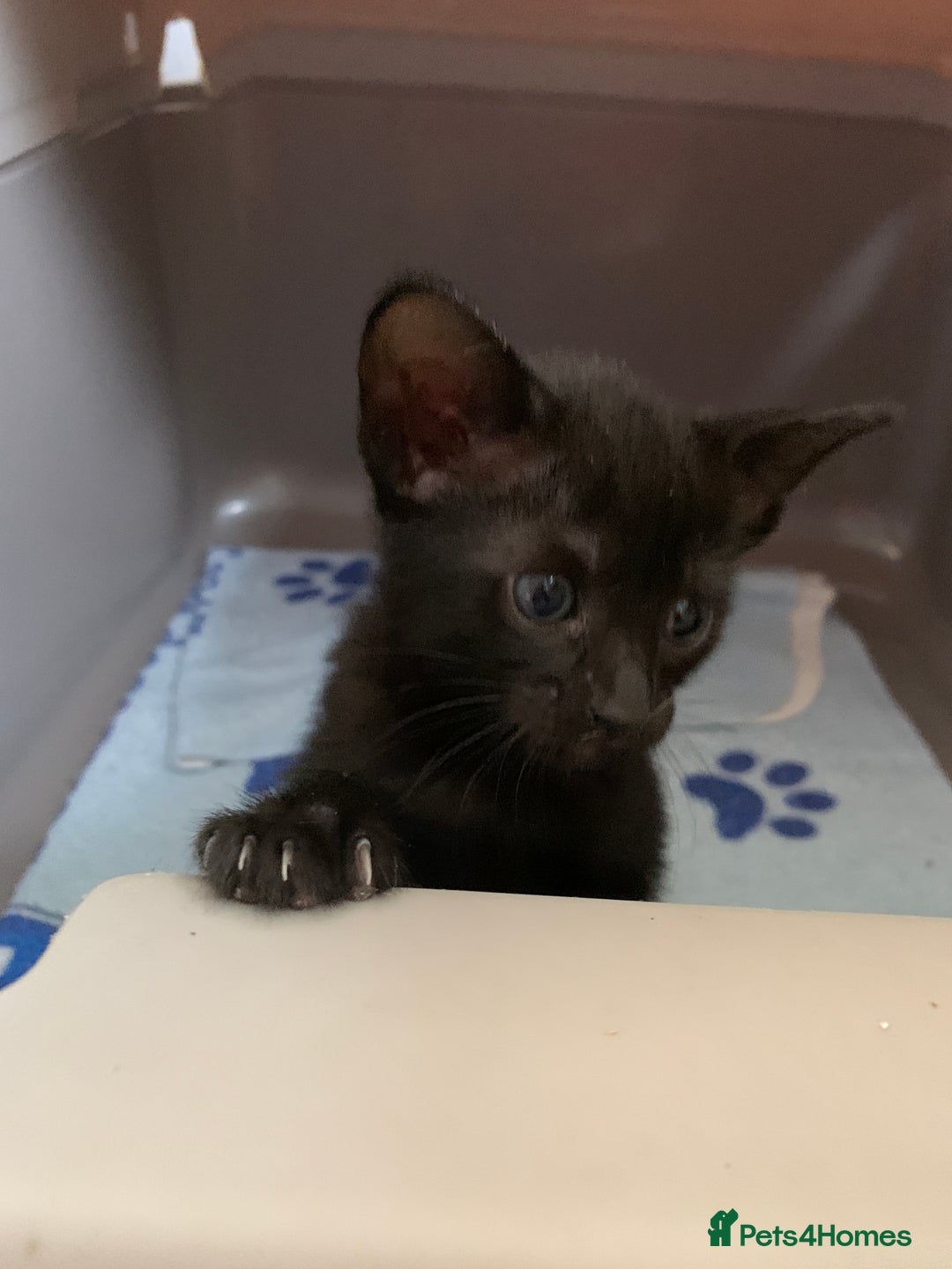 Siamese cats for sale: 3 half Siamese kittens  - Image 4