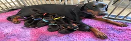 Dobermann dogs for sale: KC REGISTERED DOBERMAN PUPPIES - Advert 20