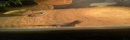 Bearded Dragon reptiles for sale: Baby bearded dragon in Wallingford - Advert 2