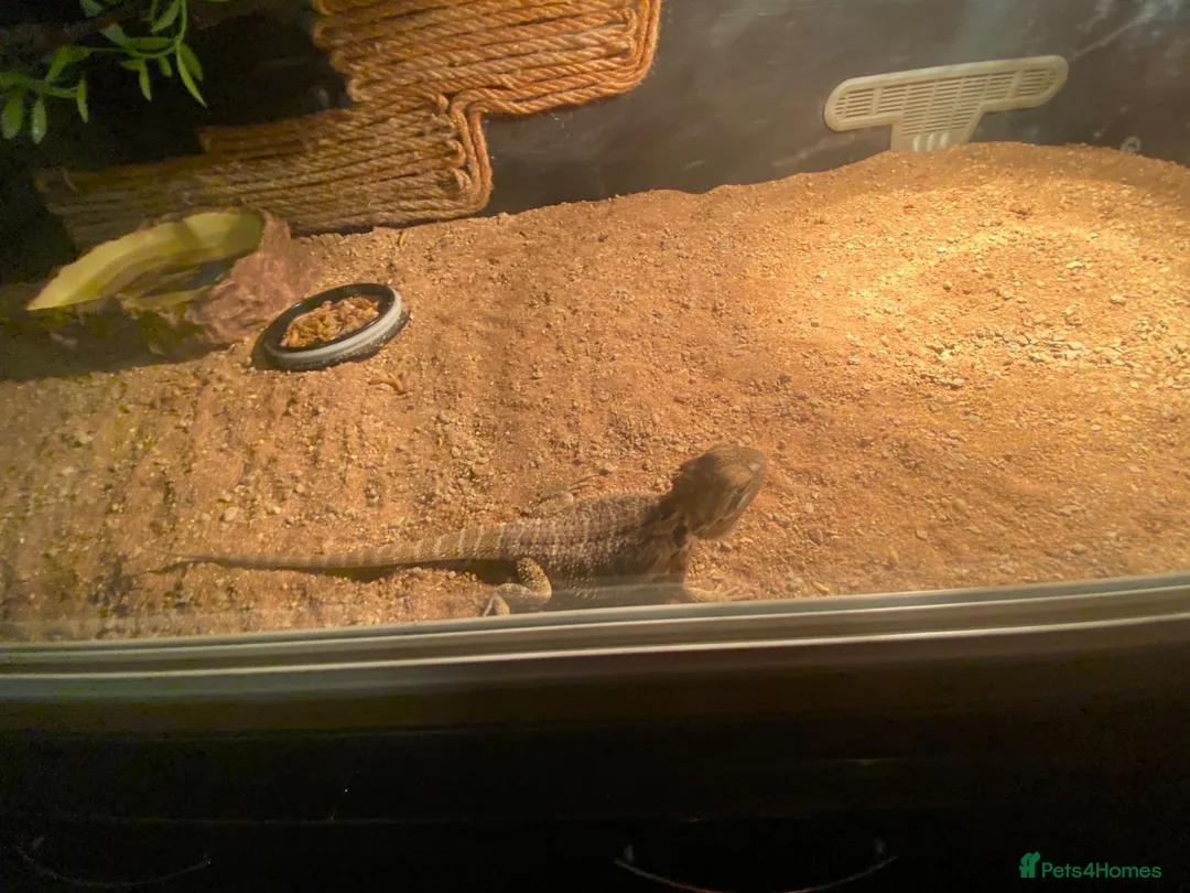 Bearded Dragon reptiles for sale: Baby bearded dragon in Wallingford - Advert 2