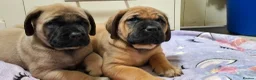 Mastiff dogs for sale: Mastiff puppies  in Galashiels - Advert 18