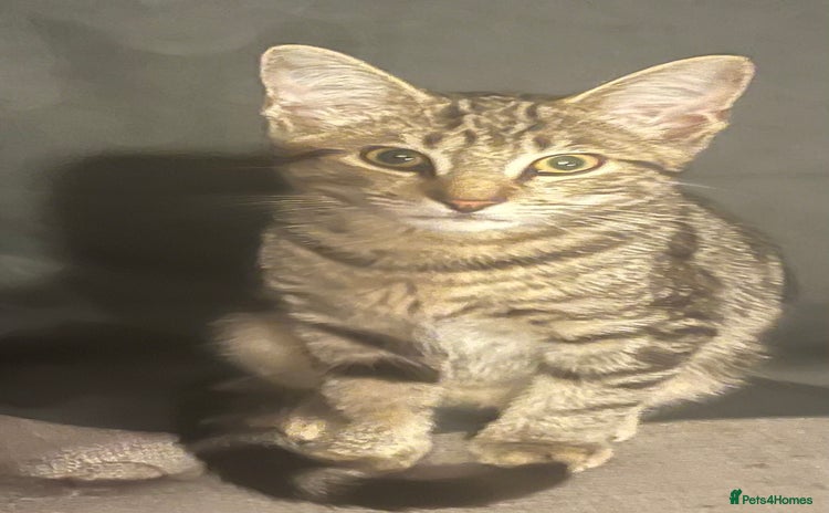 Domestic Shorthair cats - Advert 2