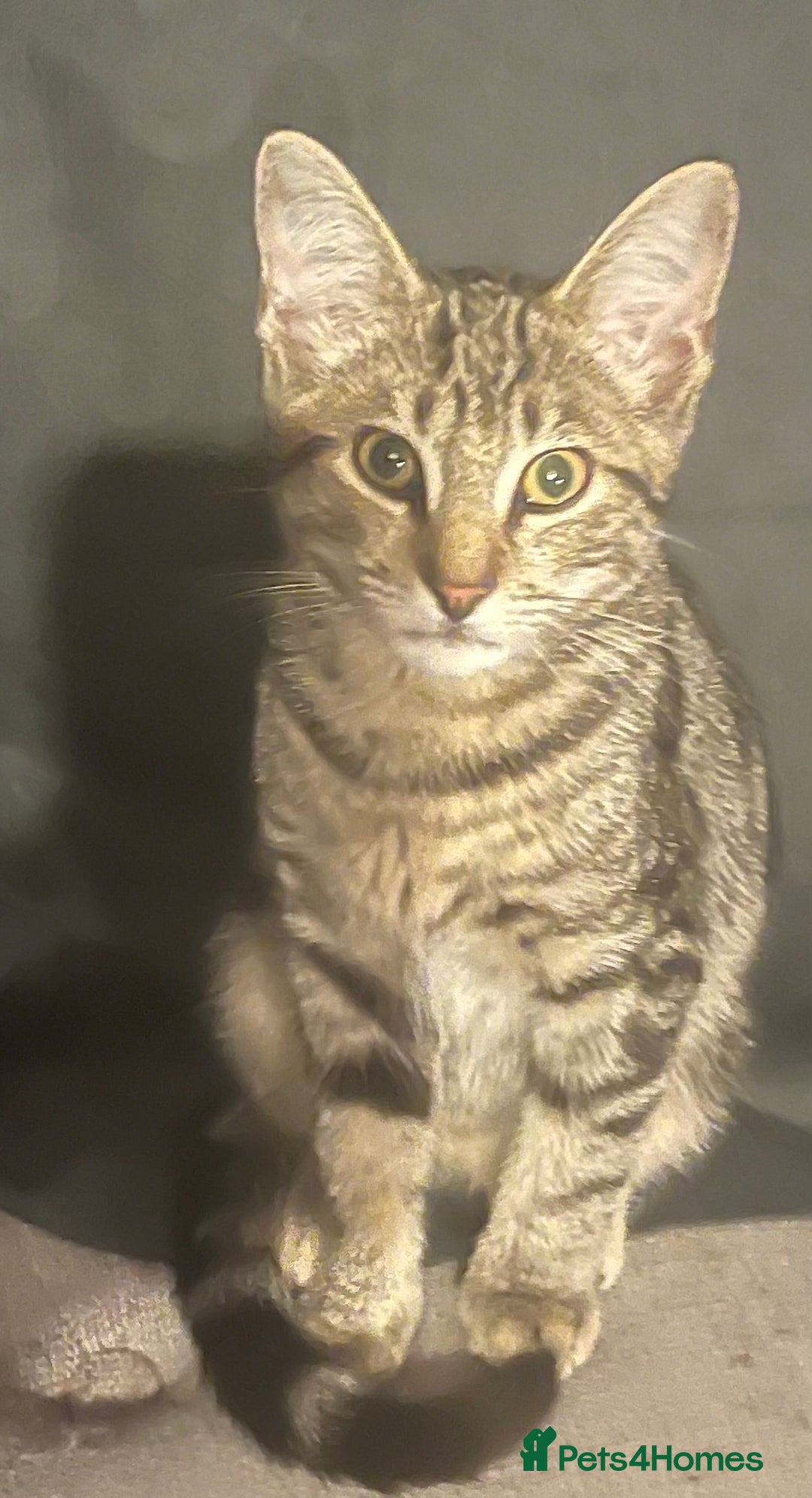 Domestic Shorthair cats for sale: Kitten for sale  - Image 1