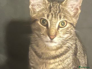 Domestic Shorthair cats - Advert 10