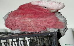 Cockatoo birds for sale: Floyd the Galah - Image 4