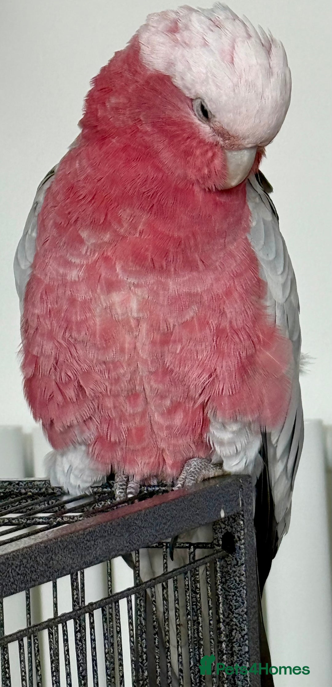 Cockatoo birds for sale: Floyd the Galah - Image 4
