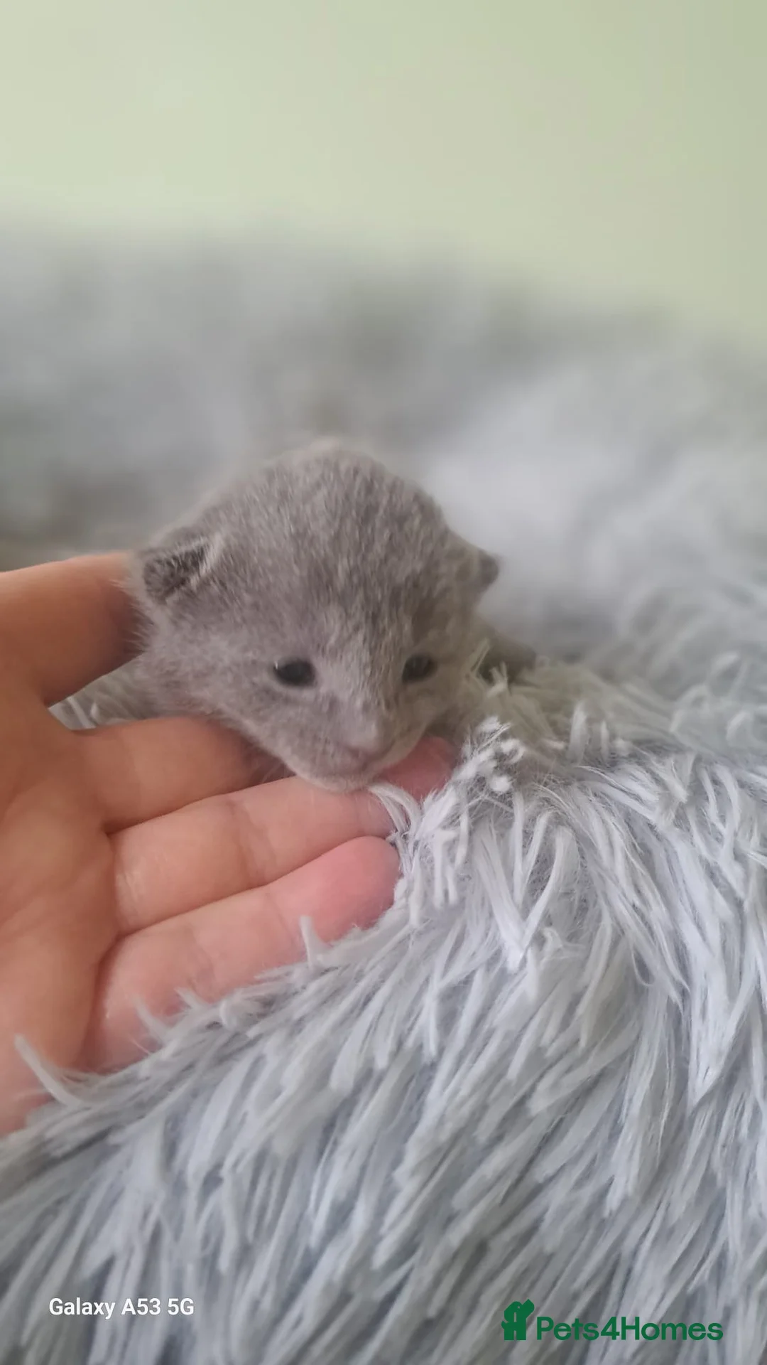 Russian Blue cats for sale: TICA 5* Pedigree Russian Blue Kittens - Advert 7