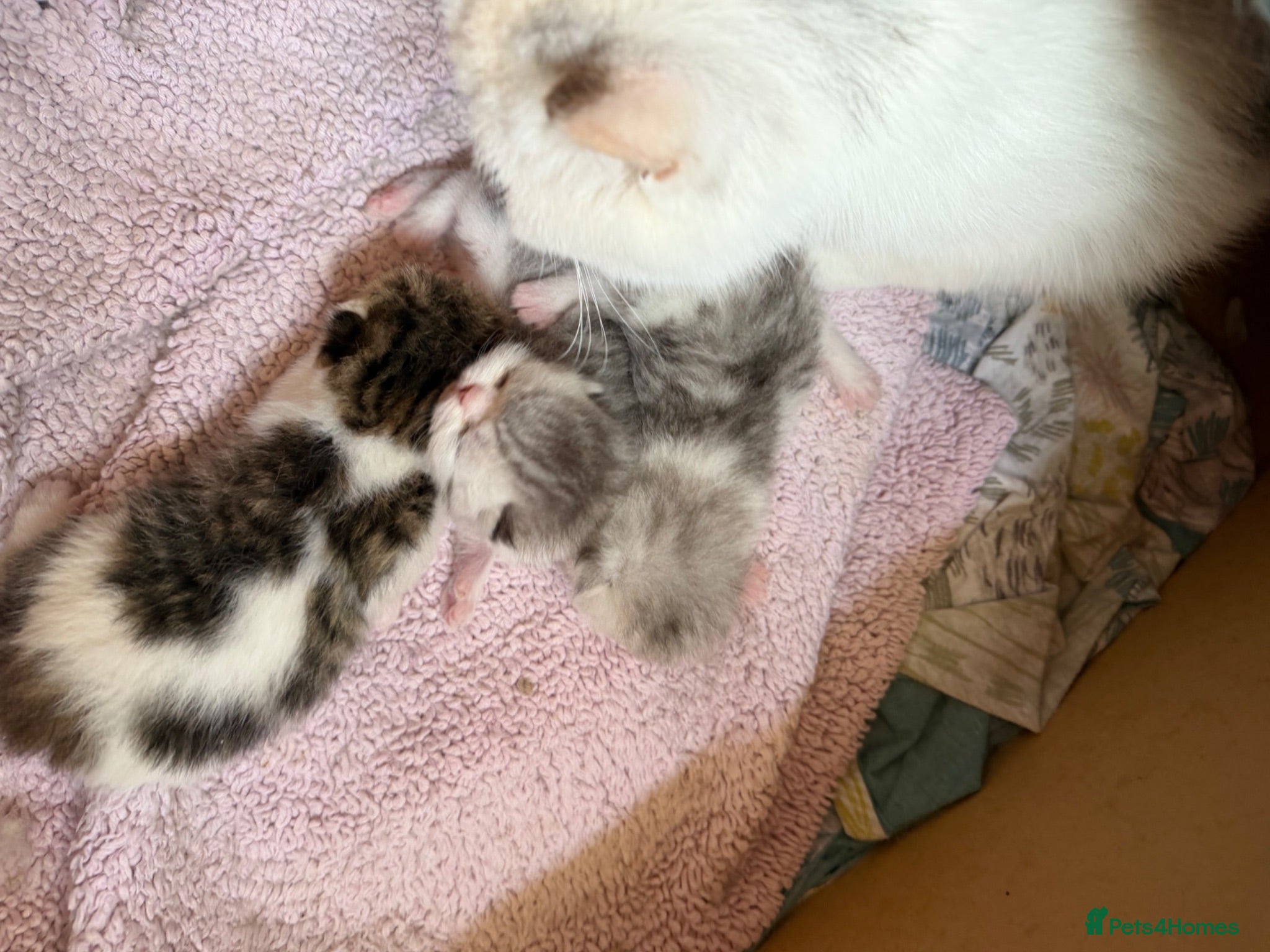 Exotic cats Beautiful Exotic kittens for sale  - Advert 1