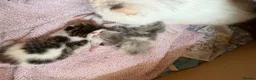 Exotic cats for sale: Beautiful Exotic kittens for sale  - Advert 1