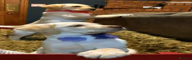 Labrador Retriever 2