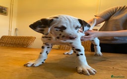 Dalmatian dogs for sale: Absolutely stunning liver puppy  - Image 23