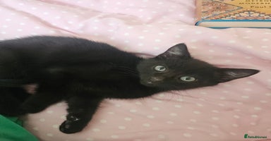 Mixed Breed cats - Advert 10